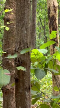 Dense forest with lush green foliage and tall trees nature leaves woodland jungle plants 