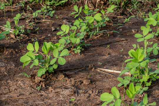 Peanut Plants Grow in Rice Fields, Peanut Seedlings in the Fields