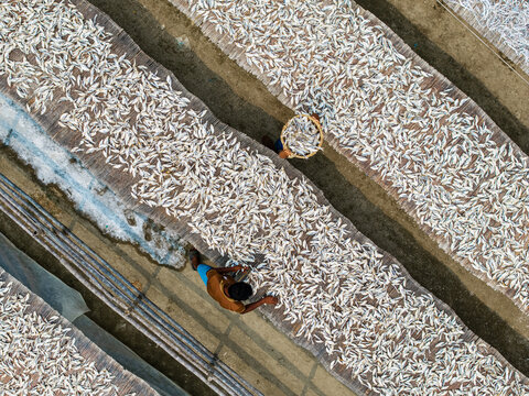 Cox's Bazar, Bangladesh - 11 March 2026: Aerial view of workers spreading small fish on bamboo mats for drying in a yard under the sun.