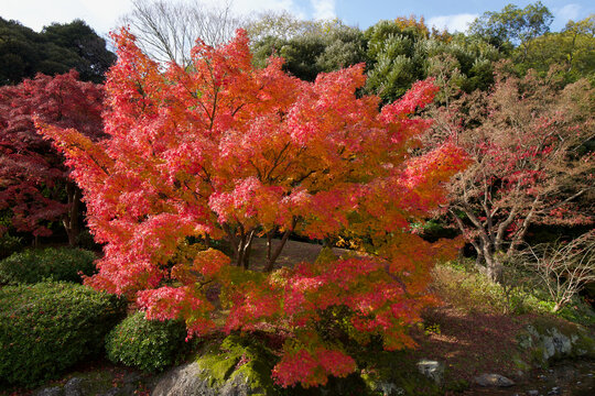 Clear and vibrant autumn maple leaves in Ritsurin Garden, high-resolution photography