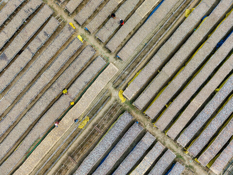 Cox's Bazar, Bangladesh - 11 March 2026: Aerial view of rows of fish drying on bamboo racks with workers tending to the harvest under the sun.
