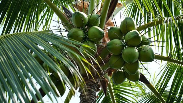 A close-up view of a tropical tree with many green fruits growing on it, surrounded by large green leaves and bright sunlight