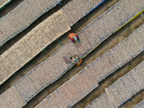 Cox's Bazar, Bangladesh - 11 March 2026: Aerial view of workers tending to rows of drying fish on long wooden racks under the sun.