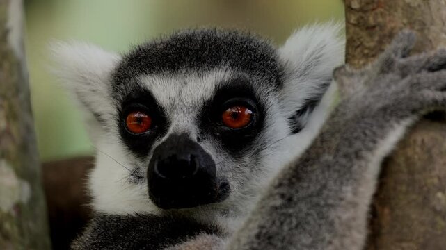 lemur closeup portrait yawns, ring-tailed lemurs, Tenerife, wildlife, Madagascar, primates, animal behavior, nature, zoo, furry animal, exotic animals mammals, animal sanctuary, animal kingdom. Nature