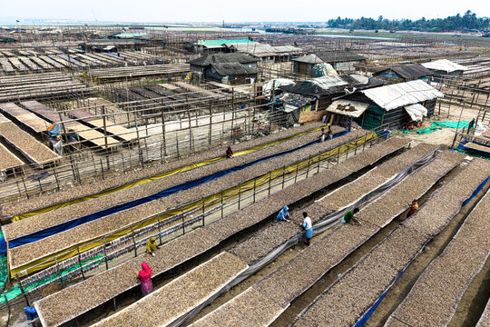 Cox's Bazar, Bangladesh - 11 March 2026: Aerial view of workers tending to rows of fish drying on wooden racks in a large outdoor processing yard under a clear sky.