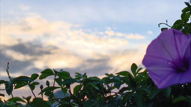 Cinematic horizontal shot of a purple morning glory flower against a dramatic sunrise sky. Scenic nature background with moving clouds and golden sunlight.