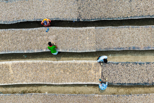 Cox's Bazar, Bangladesh - 11 March 2026: Aerial view of workers drying small fish on long bamboo mats arranged in parallel rows under the sun.