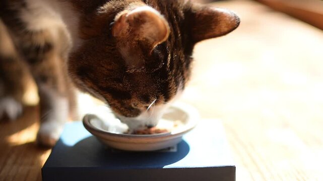 かつおフレークを食べるキジ猫