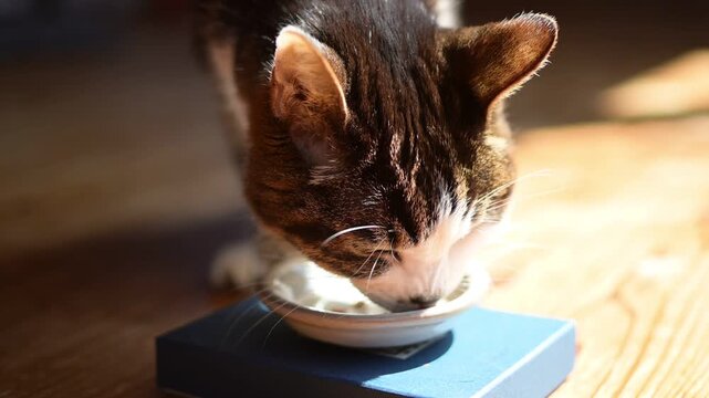かつおフレークを食べるキジ猫