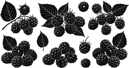 Blackberry silhouettes vector illustration set featuring detailed berry clusters with leaves in black solid style for food, nature and packaging design © Lipi