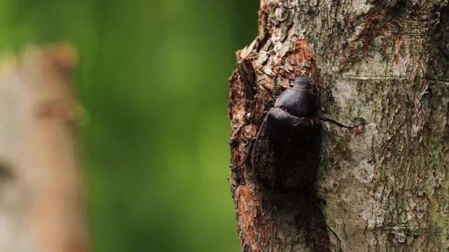 Insects beetles Siamese rhinoceros beetle walking on branches in the forest green background. Insect beetle. Wildlife entomology of Indonesia islands. Macro closeup bug crawling on tree ranch