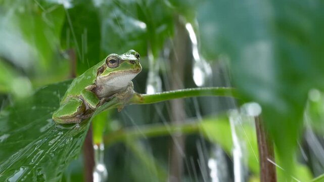 シャワーを浴びるアマガエルの4K動画