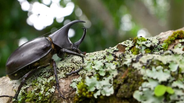 beetle on the tree