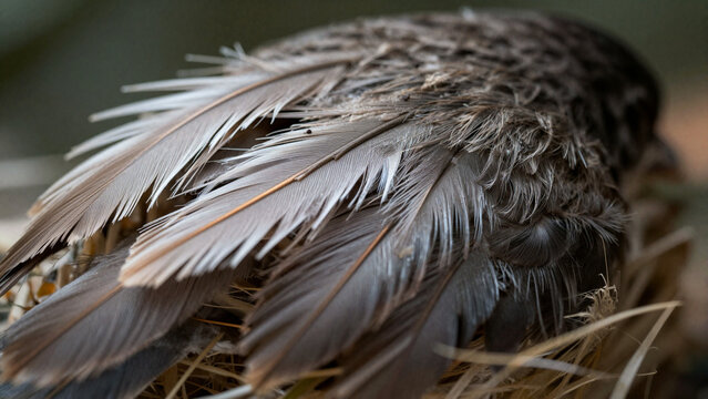 close up of a bird back