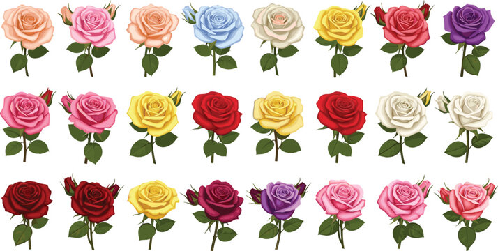 Collection of colorful rose flowers vector illustration featuring blooming roses in various colors with leaves in detailed cartoon flat design style