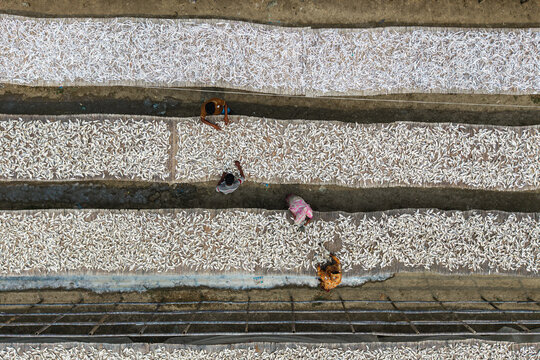 Cox's Bazar, Bangladesh - 11 March 2026: Aerial view of workers spreading small fish on long bamboo mats to dry under the sun in a traditional processing yard.