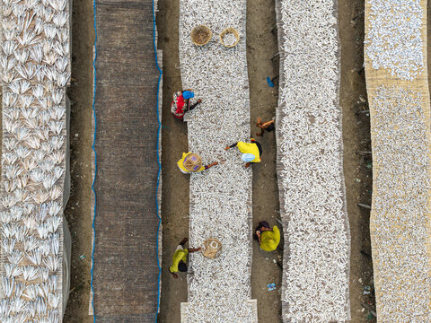 Cox's Bazar, Bangladesh - 11 March 2026: Aerial view of workers tending to small fish drying on long wooden racks in a traditional yard.