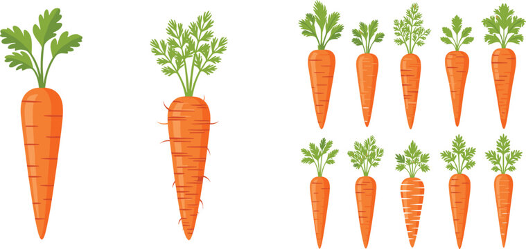 Fresh carrot vegetable vector illustration set featuring organic farm produce with leafy tops in cartoon flat style isolated on white background