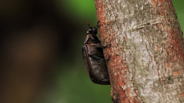 Insects beetles Siamese rhinoceros beetle walking on branches in the forest green background. Insect beetle. Wildlife entomology of Indonesia islands. Macro closeup bug crawling on tree ranch