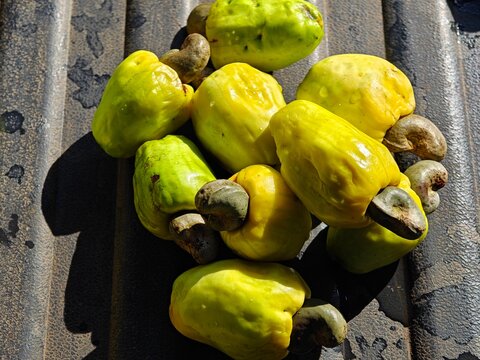 Freshly Harvested Raw Cashew Apples and Nuts on a Textured Surface
