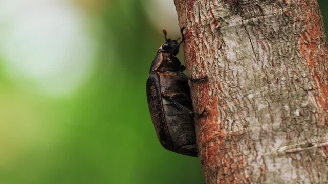 Insects beetles Siamese rhinoceros beetle walking on branches in the forest green background. Insect beetle. Wildlife entomology of Indonesia islands. Macro closeup bug crawling on tree ranch