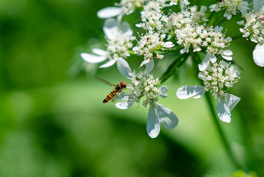 Macro shot of a Slender Hoverfly (Sphaerophoria scripta) pollinating white Orlaya grandiflora flowers in a green garden