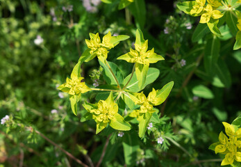 Fototapeta premium Macro shot of Tall Spurge (Euphorbia lasiocaula) flowers blooming in a spring garden
