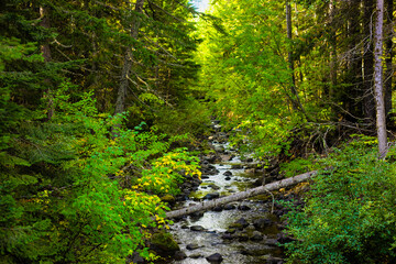 Lush Green Forest Stream Flowing Under a Fallen Log in the Cascade Mountains © Nick