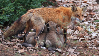 Obraz premium Mother Red fox feeding their cubs in the forest, Canada