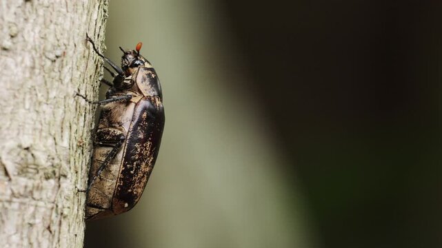Insects beetles Siamese rhinoceros beetle walking on branches in the forest green background. Insect beetle. Wildlife entomology of Indonesia islands. Macro closeup bug crawling on tree ranch