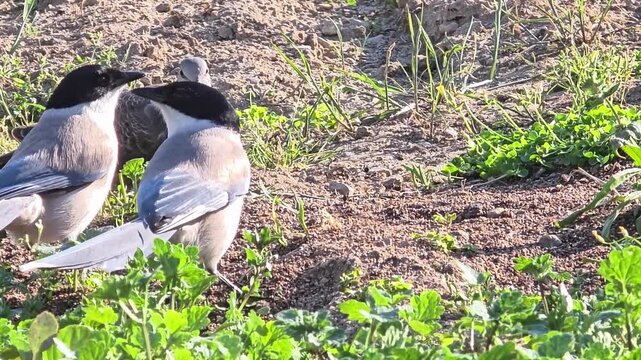 Azure-winged Magpie Foraging in Rapeseed Residue in a Kitchen Garden #014
