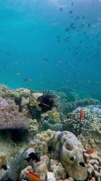 Beautiful lionfish on the coral reef. Beautiful underwater sea in Weh Island Sabang, Indonesia. HD 60 fps
