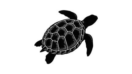 Black Sea Turtle Swimming Alone. © pono