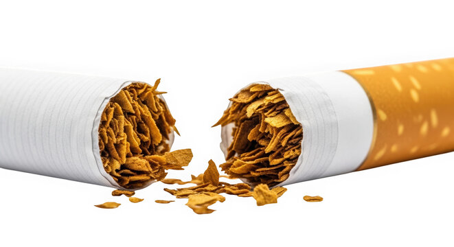 Cigarette broken in half with tobacco spilling out on transparent background
