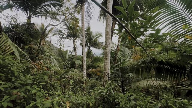 Tall palm trees and dense tropical foliage in El Yunque rainforest Puerto Rico