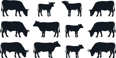 Set of Twelve Cow Bull and Calf Black Silhouettes in Various Grazing and Standing Poses for Dairy Farming Agriculture Branding and Organic Livestock Meat Product Designs © monoara