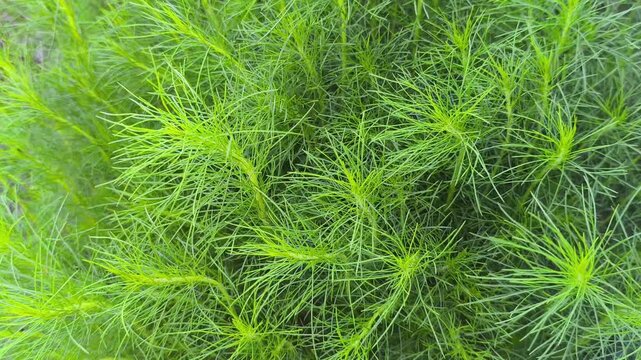 Intricate pattern of Casuarina equisetifolia foliage, featuring fine needle-like branches and lush green textures that create a natural abstract background with tropical botanical detail.