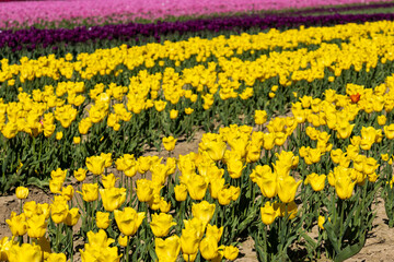 Obraz premium Rows of yellow purple and pink tulips blooming in a large farm field in Agassiz British Columbia Canada