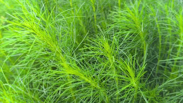Intricate pattern of Casuarina equisetifolia foliage, featuring fine needle-like branches and lush green textures that create a natural abstract background with tropical botanical detail.