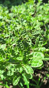 Vibrant green pattern of Alternanthera sissoo leaves forming a dense natural carpet, showcasing fresh foliage texture and lush tropical ground cover in soft natural light