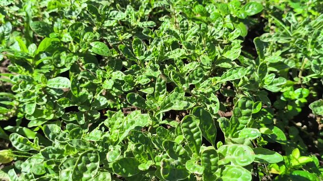 Vibrant green pattern of Alternanthera sissoo leaves forming a dense natural carpet, showcasing fresh foliage texture and lush tropical ground cover in soft natural light