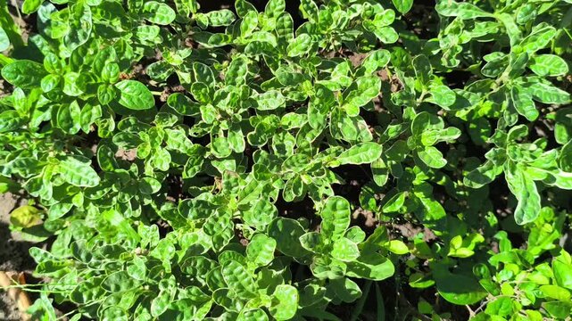 Vibrant green pattern of Alternanthera sissoo leaves forming a dense natural carpet, showcasing fresh foliage texture and lush tropical ground cover in soft natural light
