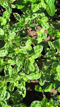 Vibrant green pattern of Alternanthera sissoo leaves forming a dense natural carpet, showcasing fresh foliage texture and lush tropical ground cover in soft natural light