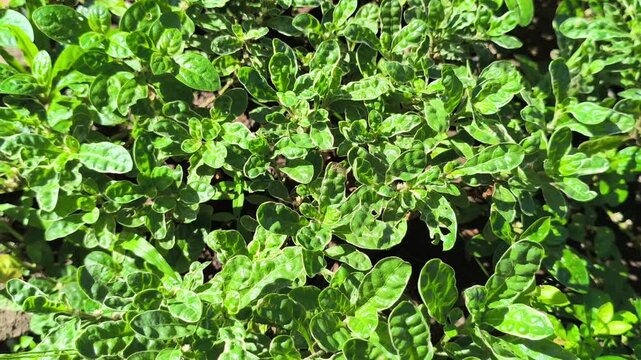 Vibrant green pattern of Alternanthera sissoo leaves forming a dense natural carpet, showcasing fresh foliage texture and lush tropical ground cover in soft natural light
