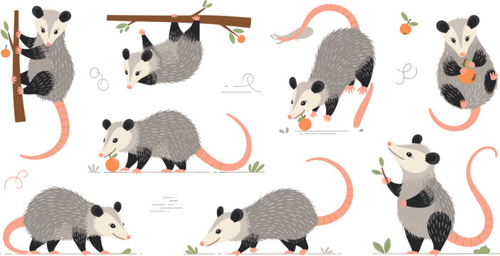 Cute Opossum Character Set with Various Poses Including Hanging from Branch, Eating Fruit, and Walking for Childrens Illustration and Nature Designs