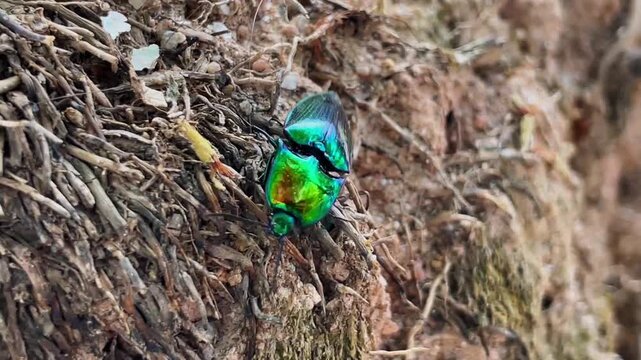A metallic green click beetle (Campsosternus auratus) that moves slowly along the ground with small woody roots.