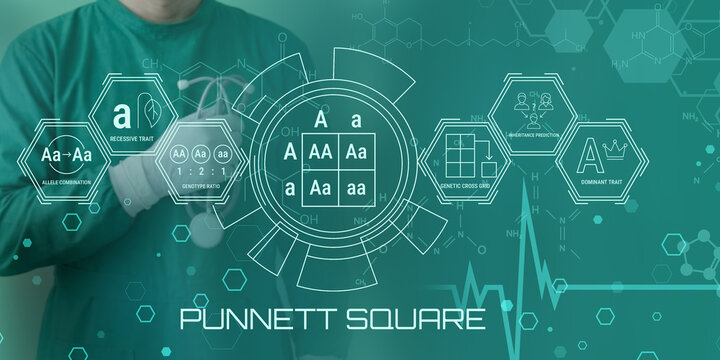 Person Using Digital Interface to Illustrate Punnett Square Genetic Inheritance Concept with Molecular Background