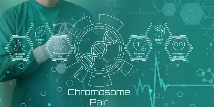 Scientist analyzing chromosome pair genetic traits and inheritance patterns on digital interface with DNA helix illustration