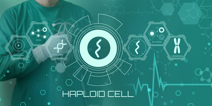 Scientist analyzing haploid cell genetic structure with futuristic digital interface and biological icons