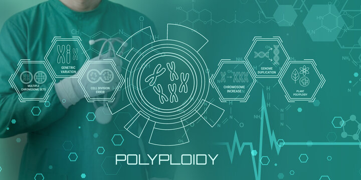 Scientist analyzing polyploidy genetic concepts with chromosome diagrams and digital interface elements